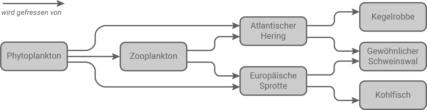 Diagramm zur Nahrungskette im Meer, das Phytoplankton und Zooplankton zeigt.