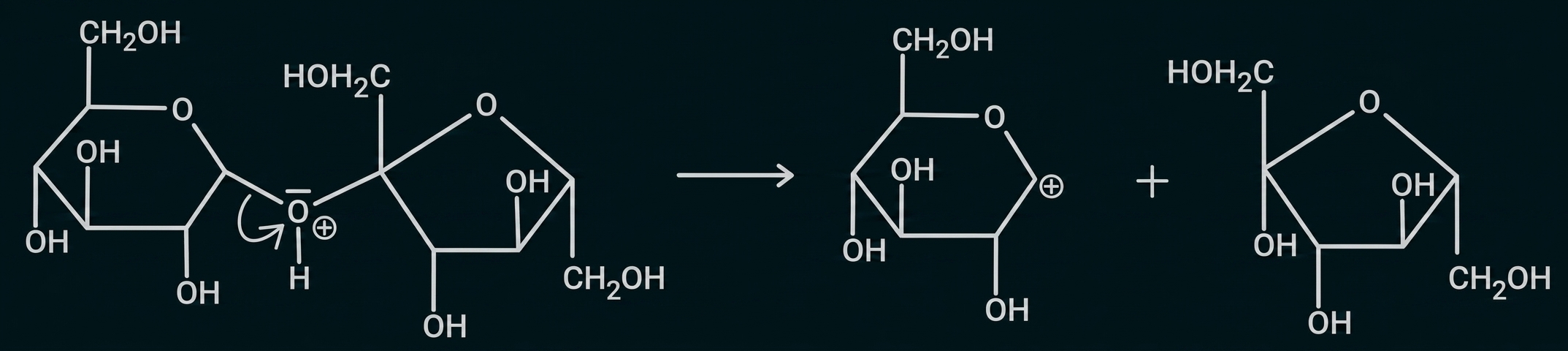 Schematische Darstellung: Säurekatalysierte Hydrolyse eines Disaccharids zu zwei Glucoseeinheiten
