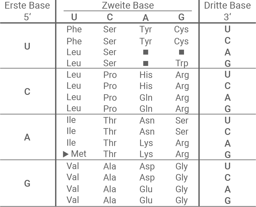 Tabellarische Darstellung von Basen und Aminosäuren in der Genetik.