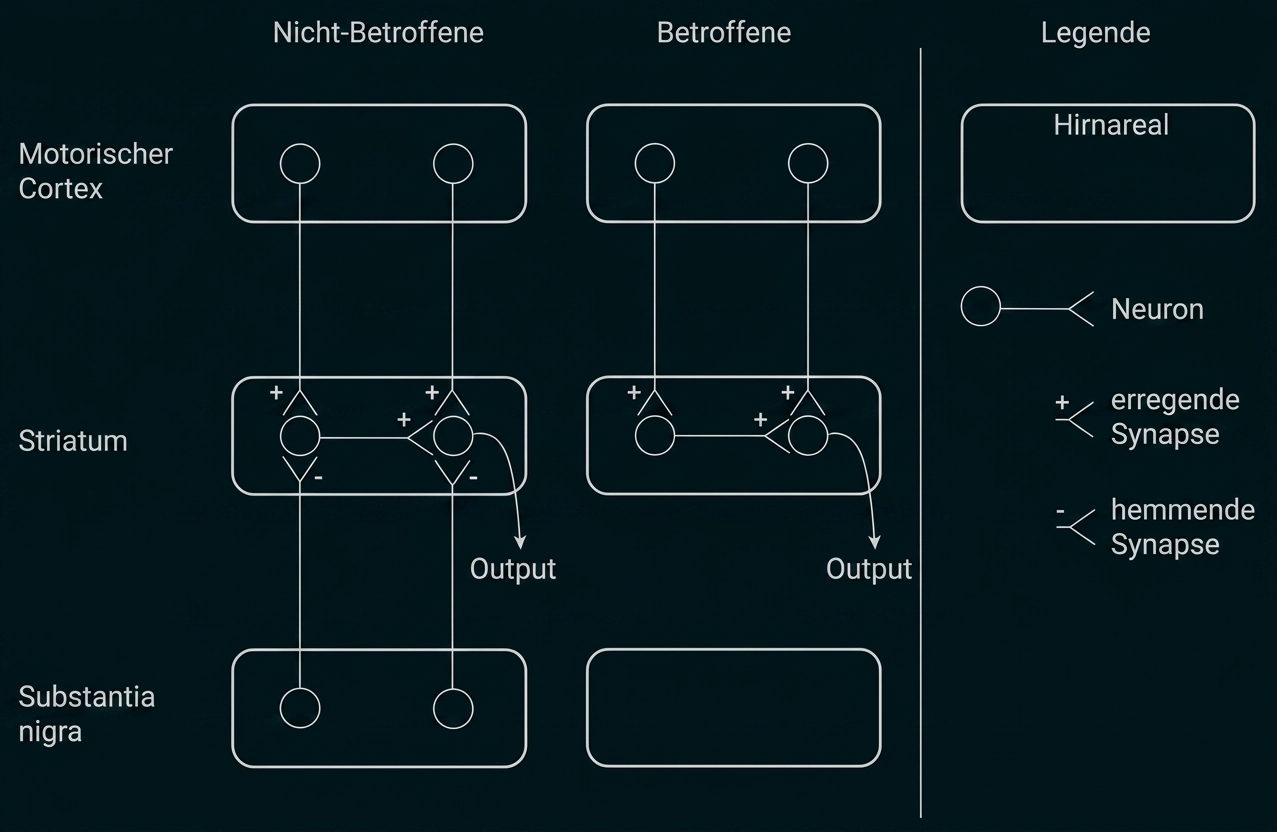 Schematische Gegenüberstellung von Motorcortex, Striatum und Substantia nigra mit erregenden/hemmenden Synapsen bei Nicht-Betroffenen vs Betroffenen.