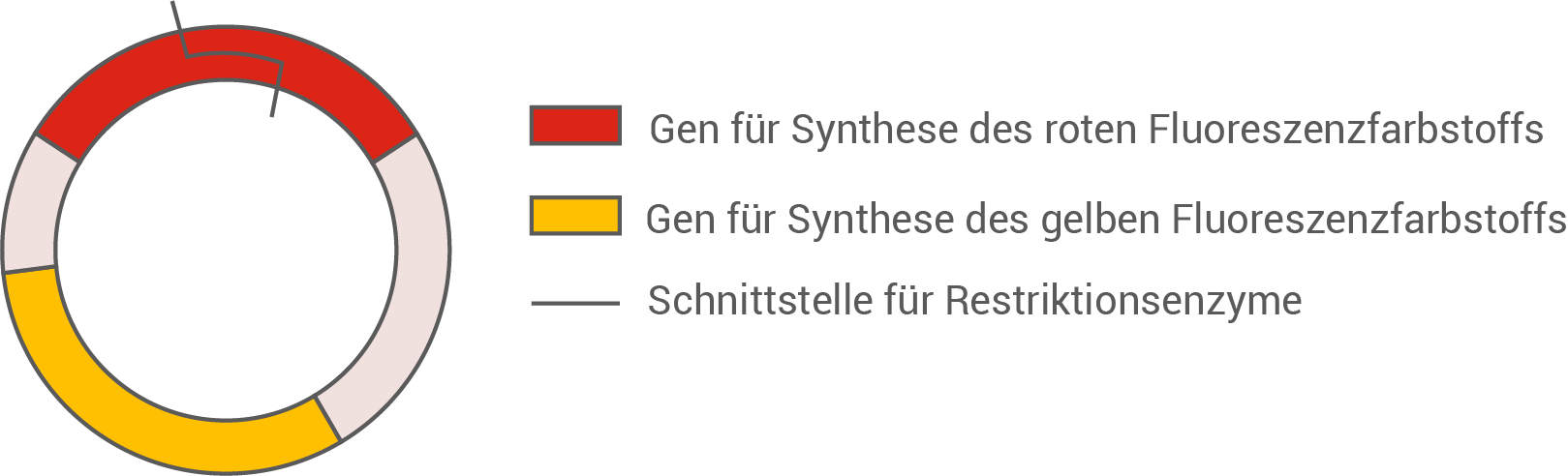 Diagramm mit Genen für die Synthese von Fluoreszenzfarbstoffen und Schnittstellen für Restriktionsenzyme.