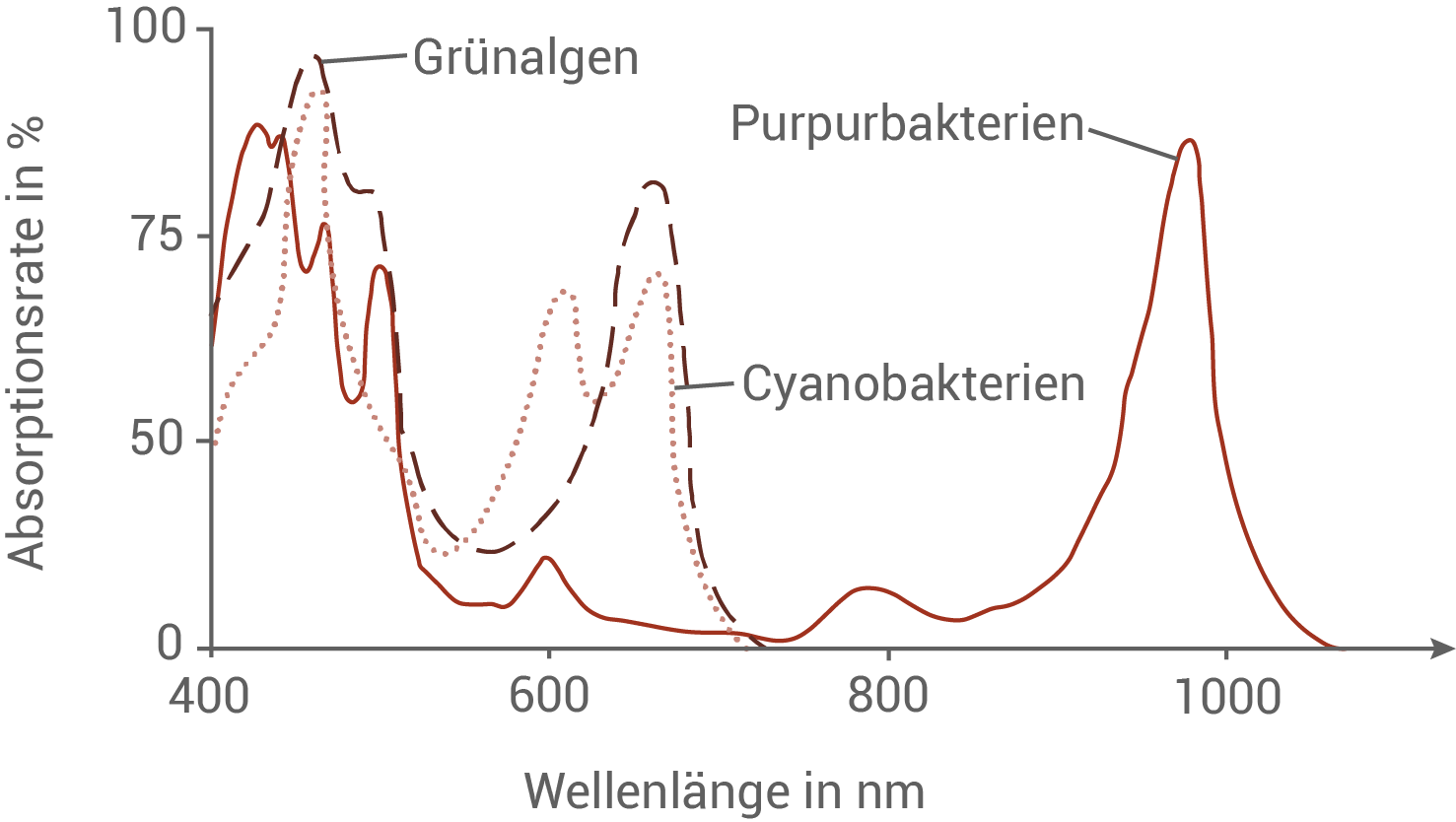 Diagramm zur Absorptionsrate von Grün-, Purpur- und Cyanobakterien in Abhängigkeit von der Wellenlänge.