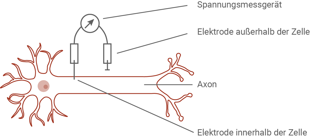 Messung des Membranpotentials an einem Axon