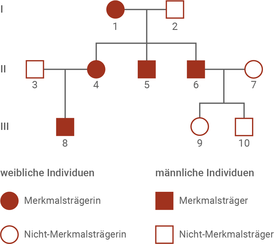Familienstammbaum einer Familie, in der eine erbliche Mitochondriopathie auftritt