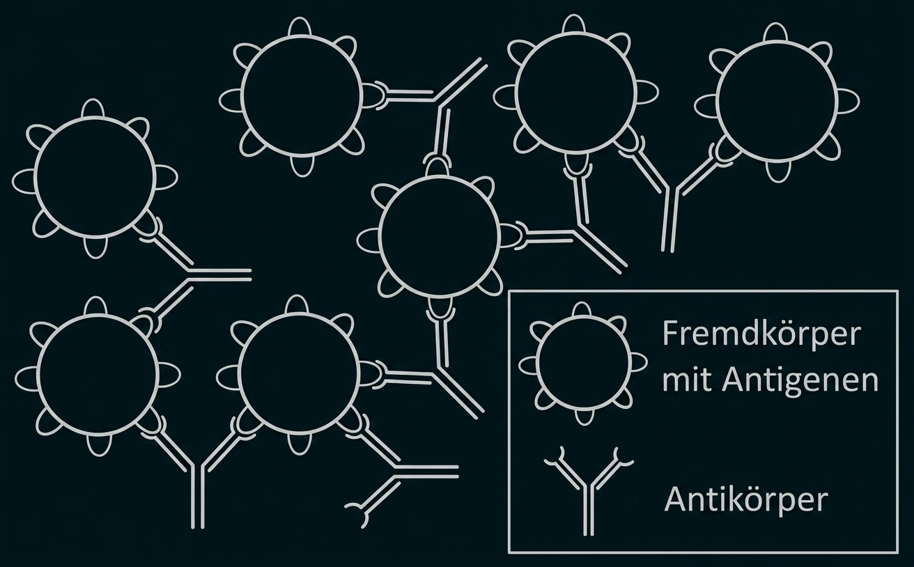 Schematische Darstellung: Antikörper binden an kugelförmige Antigene