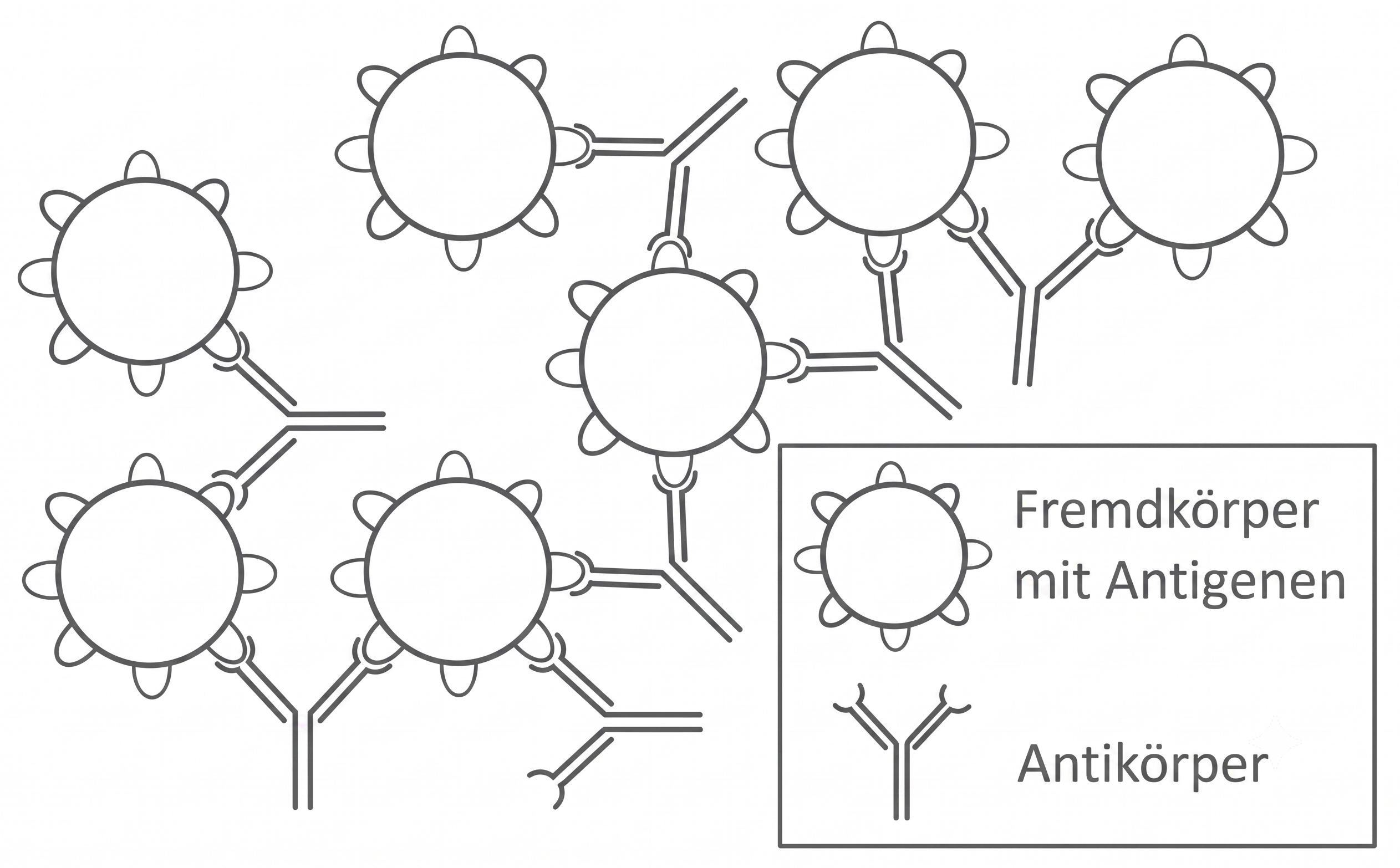 Schematische Darstellung: Antikörper binden an kugelförmige Antigene