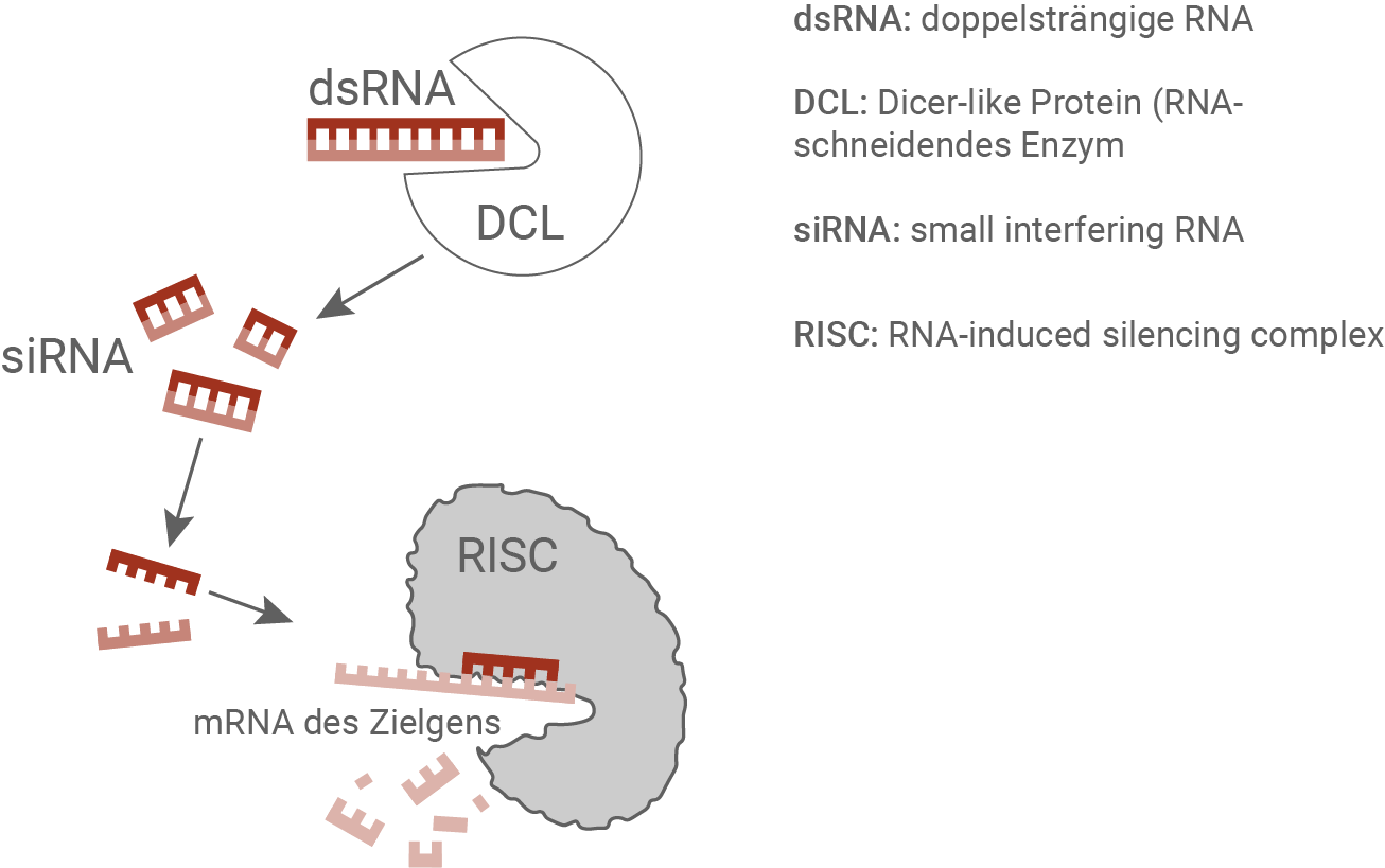 ablauf rna-interferenz