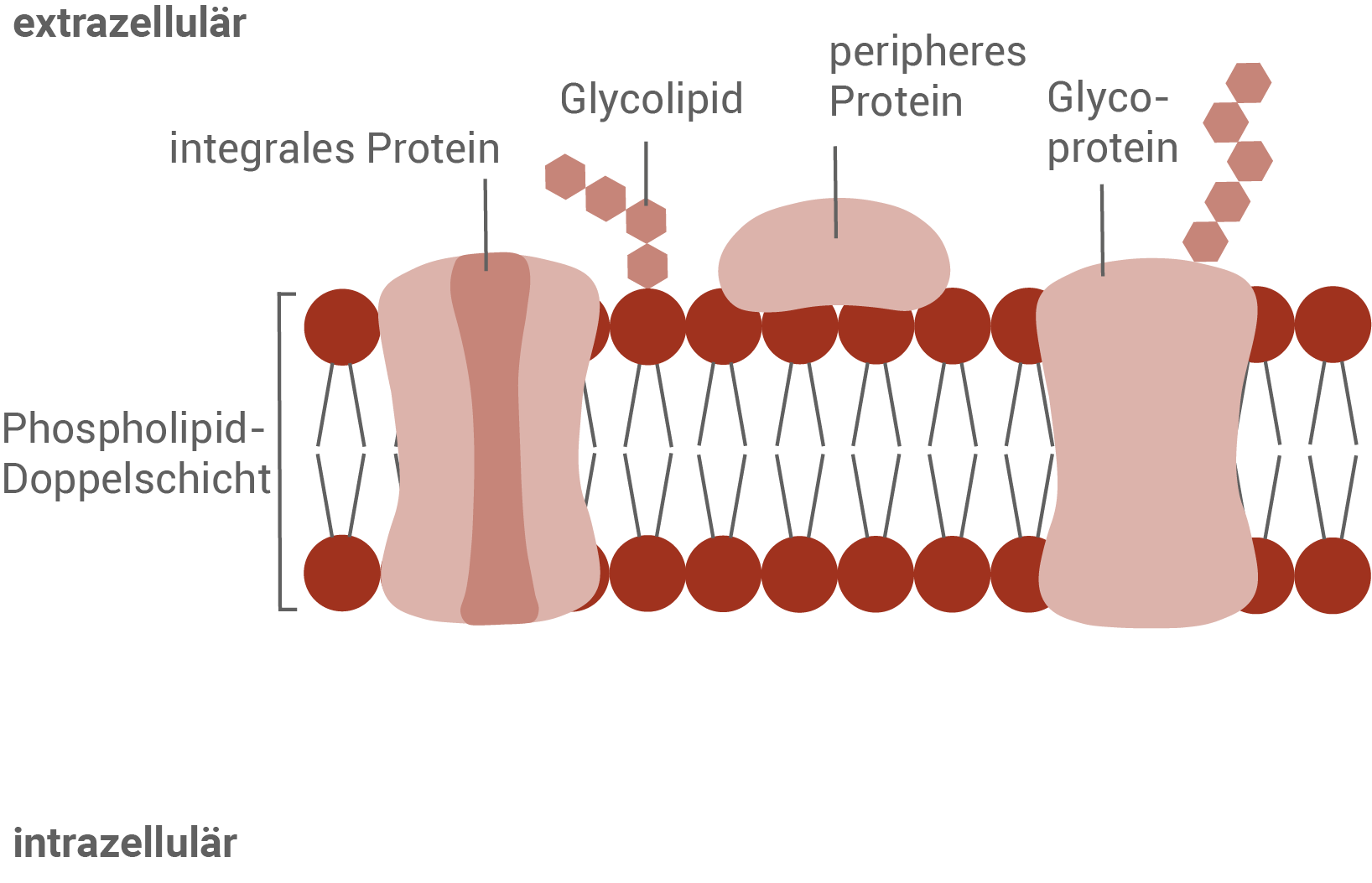 Diagramm einer Zellmembran mit verschiedenen Proteinarten und Phospholipid-Doppelschicht.