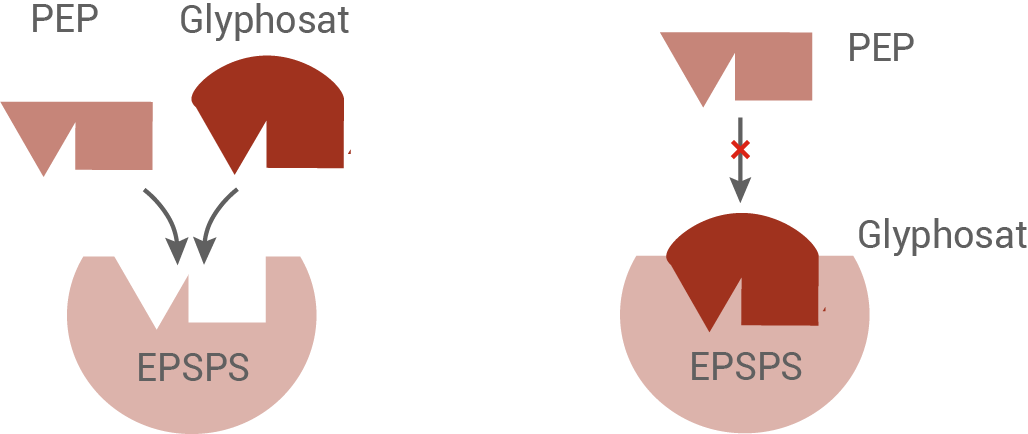 Diagramm zur Darstellung der Wechselwirkungen zwischen PEP, Glyphosat und EPSPS.