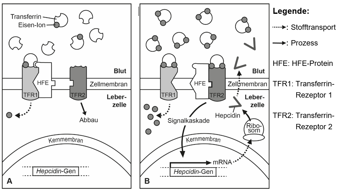 Schematische Darstellung von Leberzellen mit Transferrin‑Rezeptoren, HFE‑Protein und Hepcidin‑Regulation des Eisenstoffwechsels.