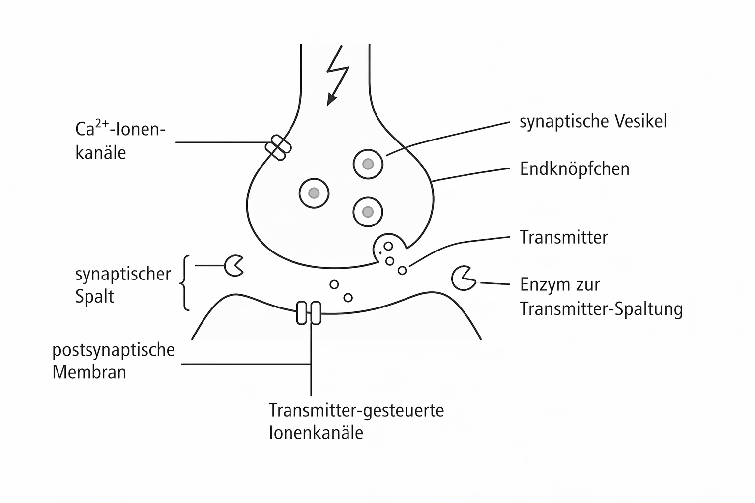 Schematische Darstellung einer chemischen Synapse mit Vesikeln, Transmittern, Ionenkanälen und postsynaptischer Membran.