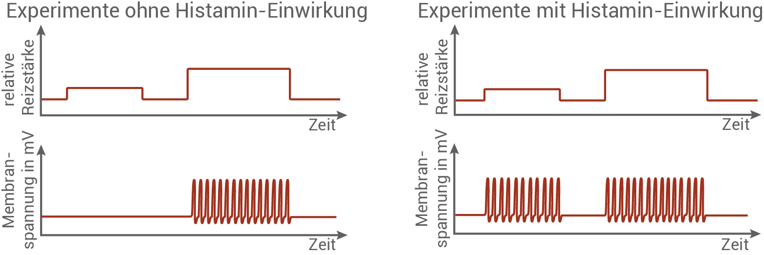 Messung Nozirezeptor