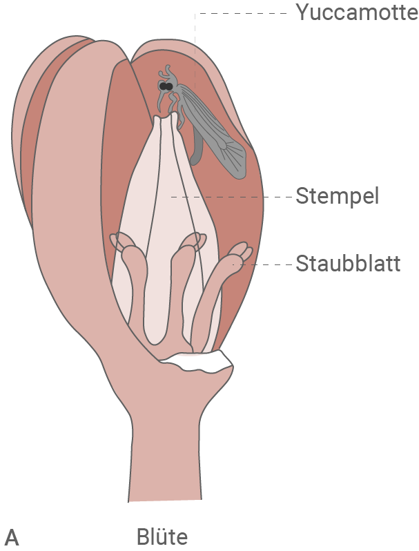 Illustration einer Blüte mit Beschriftungen von Yuccamötte, Stempel und Staubblatt.