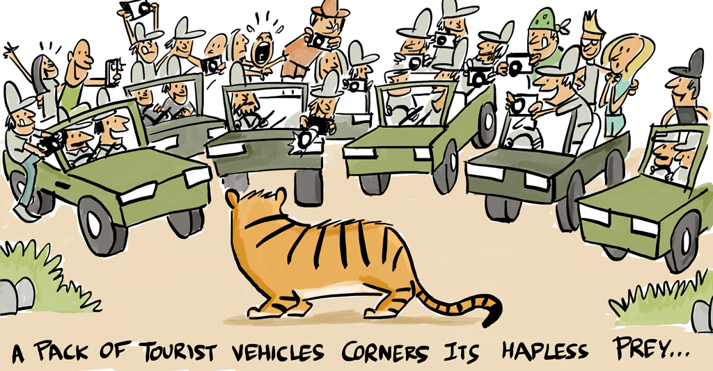 Touristenfahrzeuge umzingeln einen Tiger in der Wildnis, während die Menschen Fotos machen.