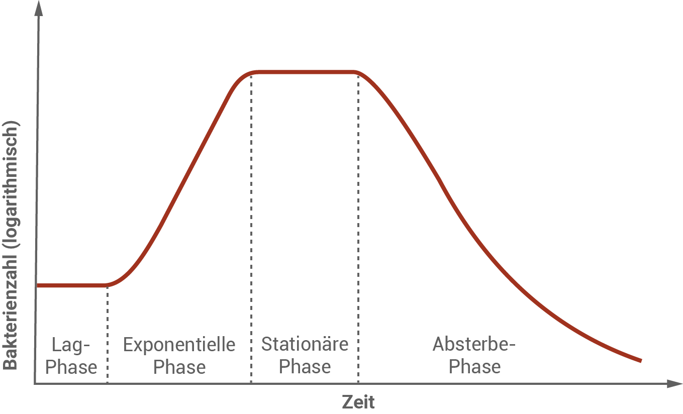 Diagramm der Bakterienwachstumsphasen: Lag-, Exponentielle, Stationäre und Absterbe-Phase.