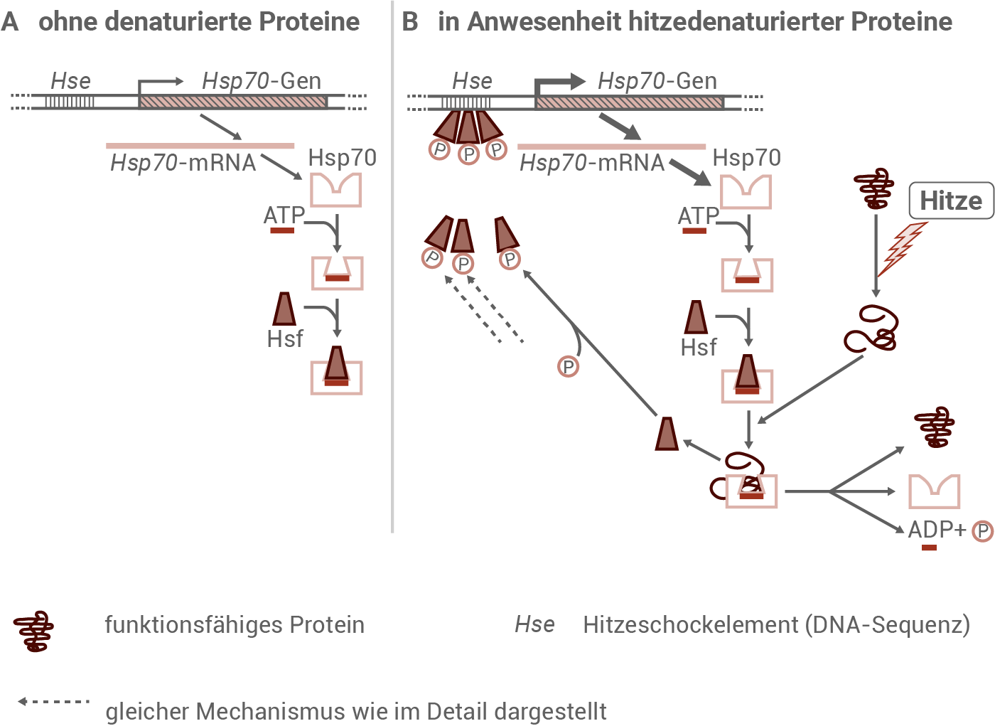 Regulation der Hsp70-Menge in eukaryotischen Zellen