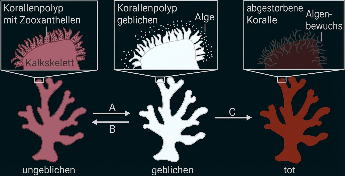 Schematische Darstellung von Zuständen einer Koralle bei sich ändernden Umweltbedingungen