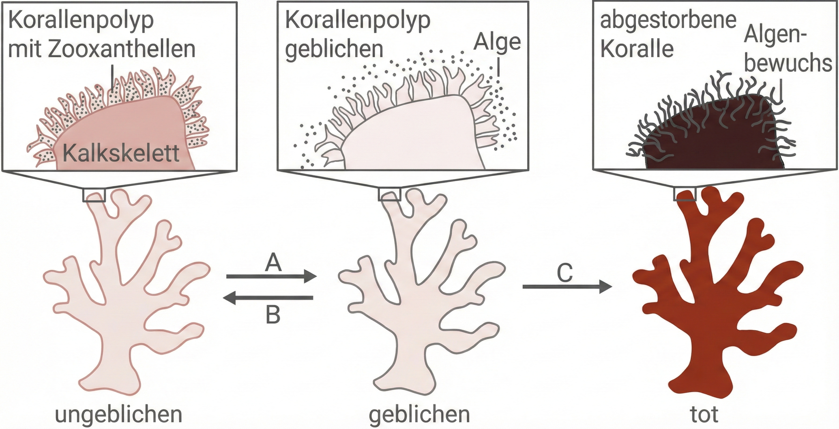 Schematische Darstellung von Zuständen einer Koralle bei sich ändernden Umweltbedingungen