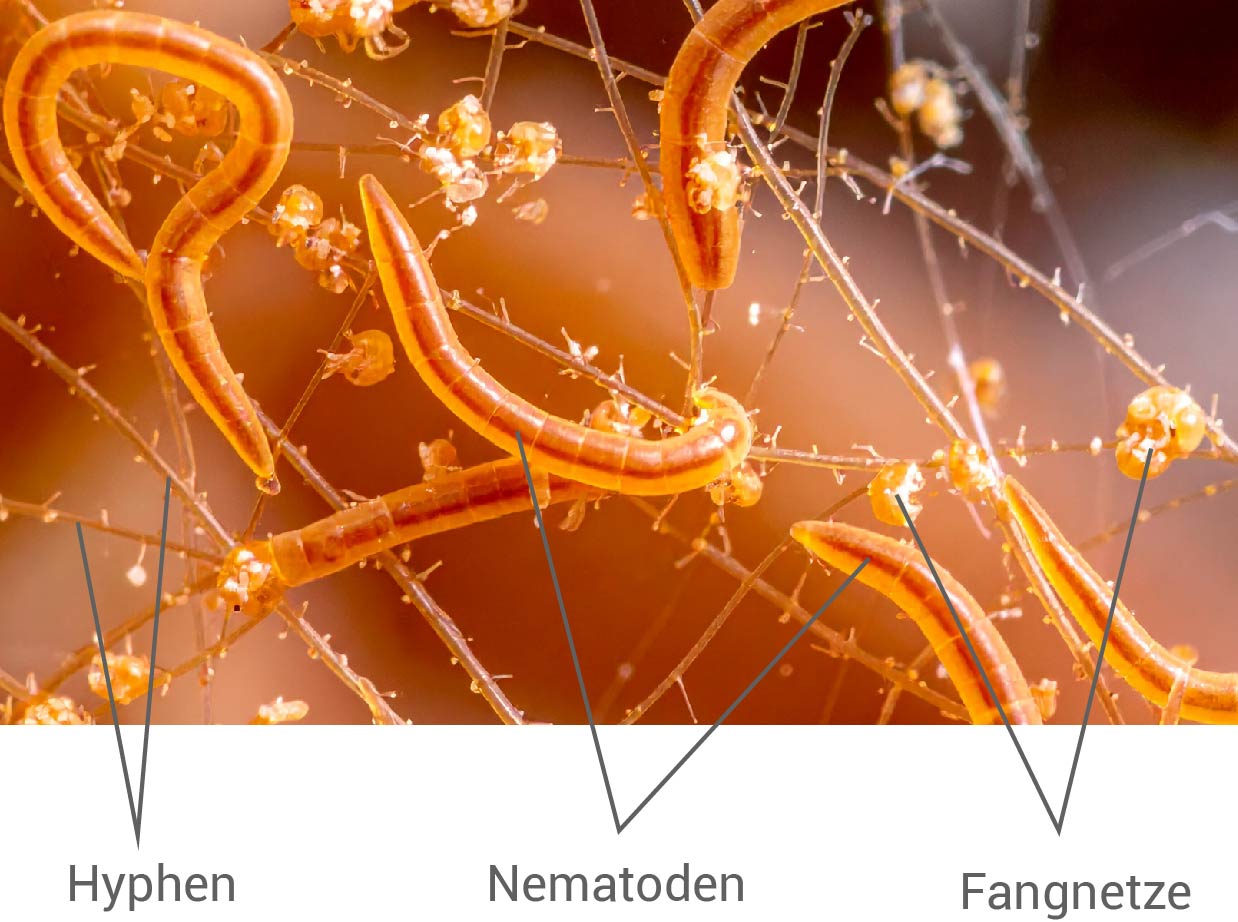 Pilz mit Nematode