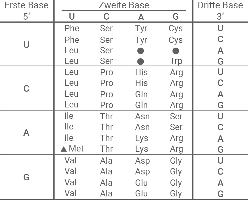 Codontabelle (mRNA) mit Basen 5'–3' und zugeordneten Aminosäuren.