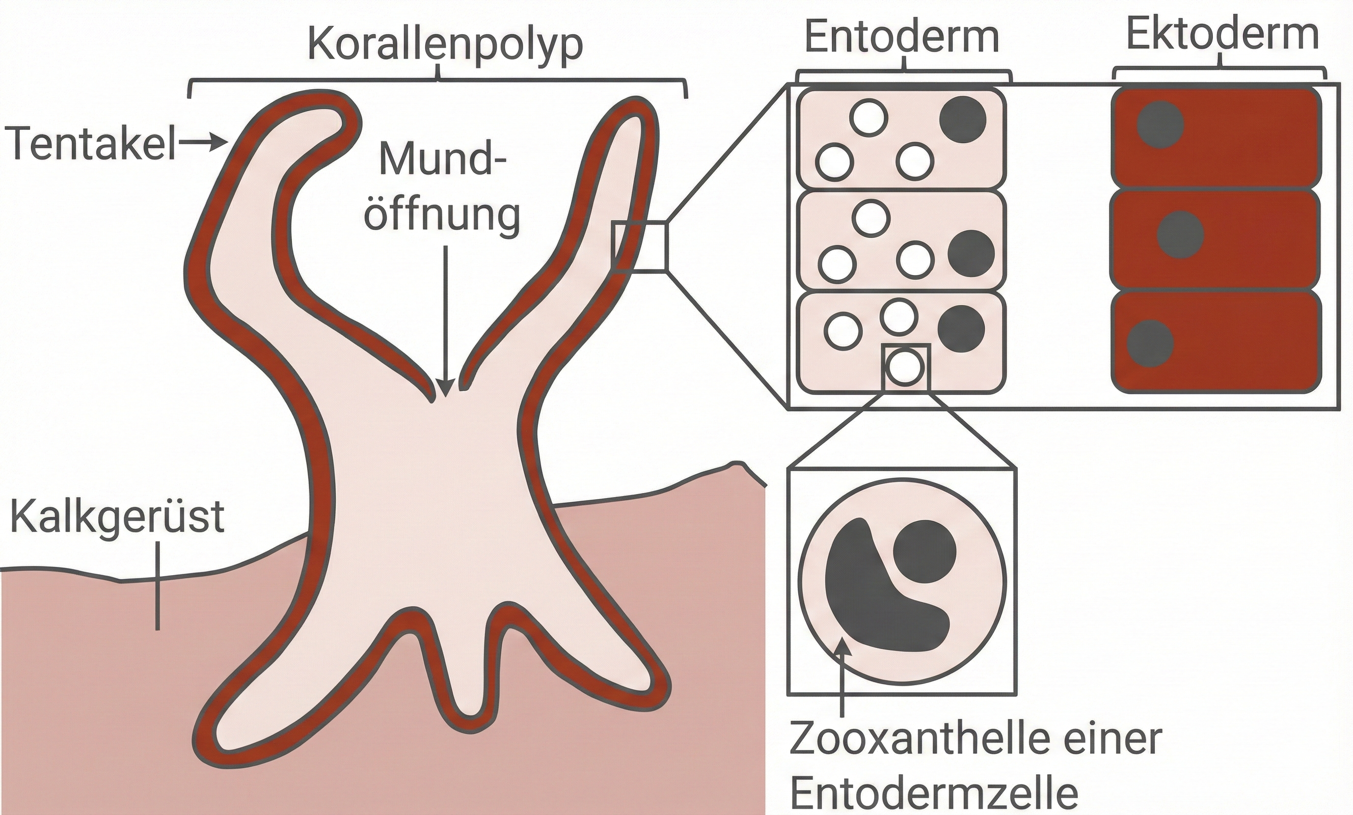 Bau eines Korallenpolypen