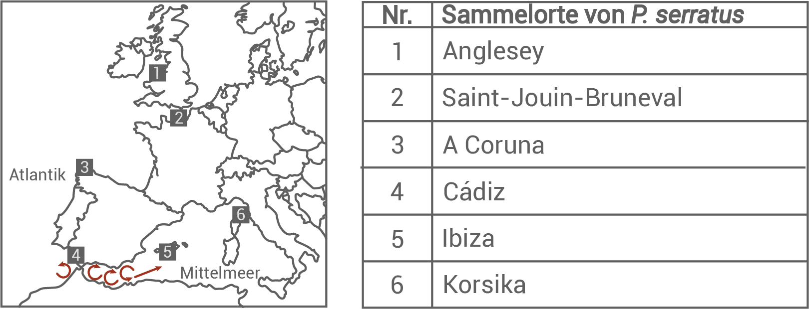 Karte mit Sammelorten von P. serratus in Europa, einschließlich Anglesey, Cádiz und Ibiza.