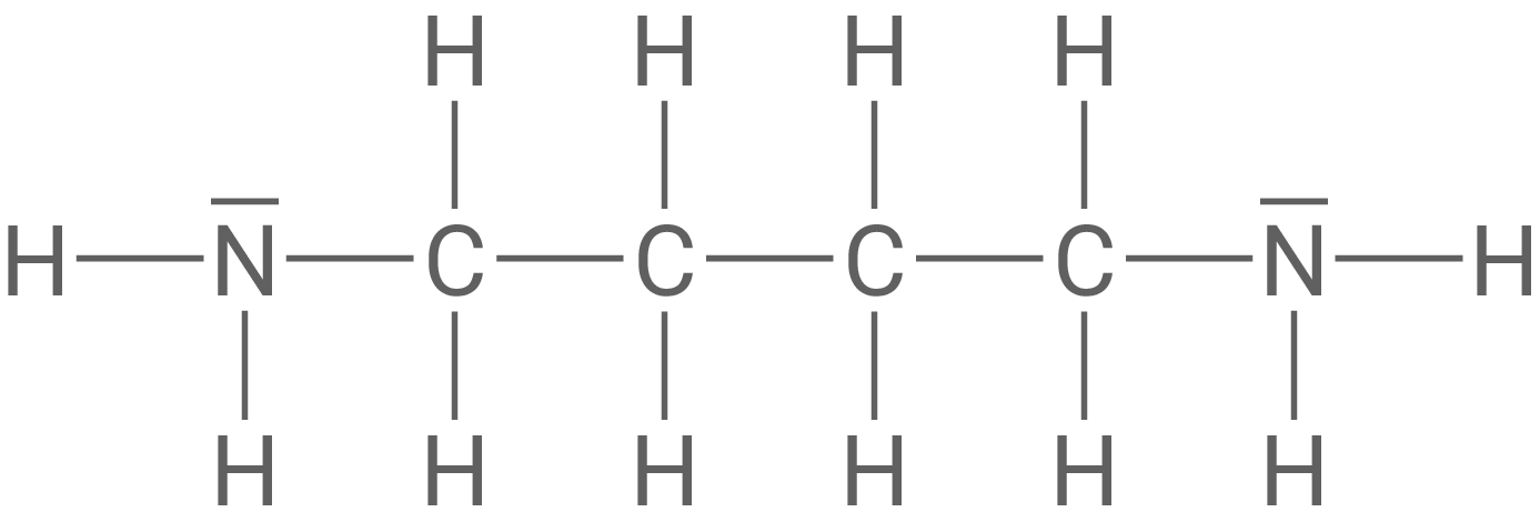 Strukturformel Butan-1,4-diamin