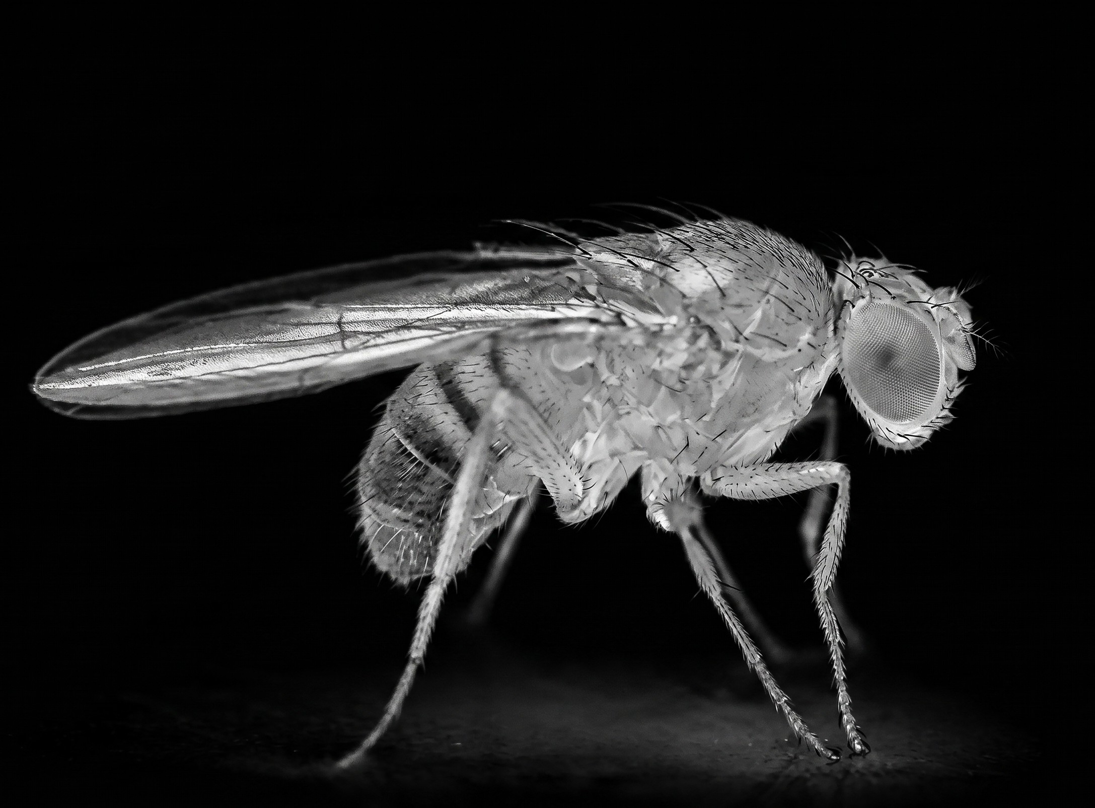 Seitenansicht einer kleinen Fliege mit deutlichen Facettenaugen und Flügeln.