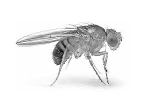 Seitenansicht einer kleinen Fliege mit deutlichen Facettenaugen und Flügeln.