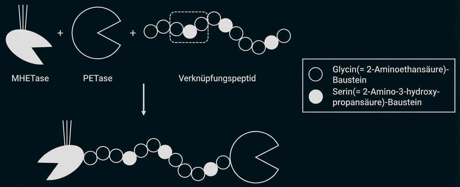Schematische Darstellung von MHETase und PETase, verbunden durch ein Glycin-Serin-Verknüpfungspeptid.