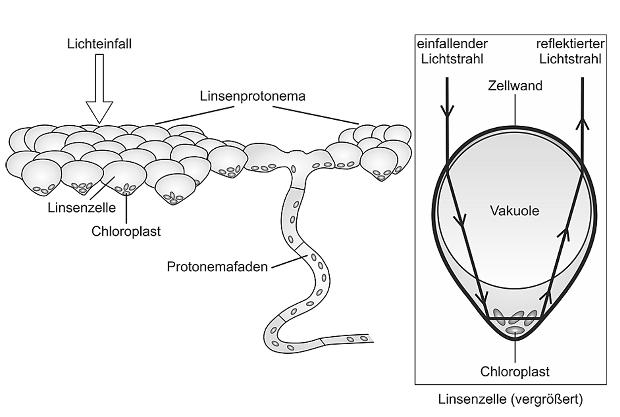 Diagramm von Linsenzellen eines Mooses mit Protonemafaden und vergrößerter Linsenzelle mit Vakuole, Chloroplasten und Lichtstrahlen.
