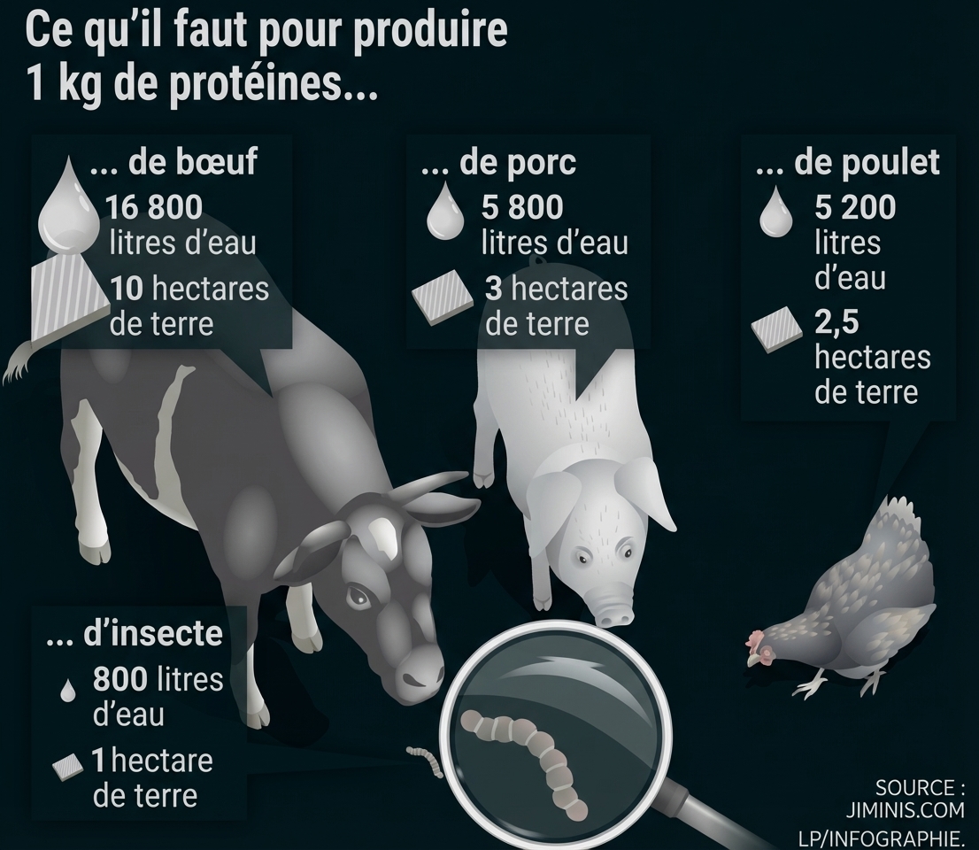 Grafik: Vergleich von Wasser- und Landbedarf zur Produktion von 1 kg Proteinen (Rind, Schwein, Huhn, Insekt).
