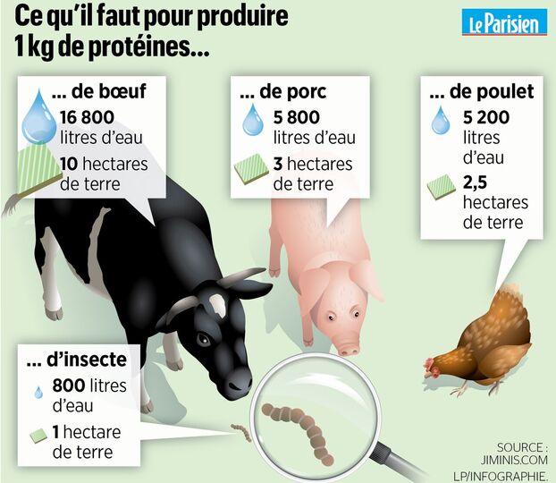 Grafik: Vergleich von Wasser- und Landbedarf zur Produktion von 1 kg Proteinen (Rind, Schwein, Huhn, Insekt).