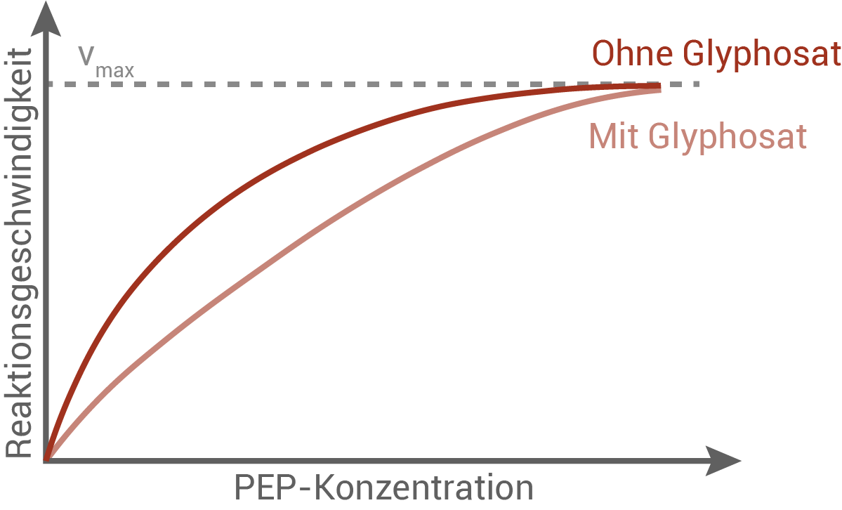 Diagramm zur Reaktionsgeschwindigkeit in Abhängigkeit von PEP-Konzentration mit und ohne Glyphosat.