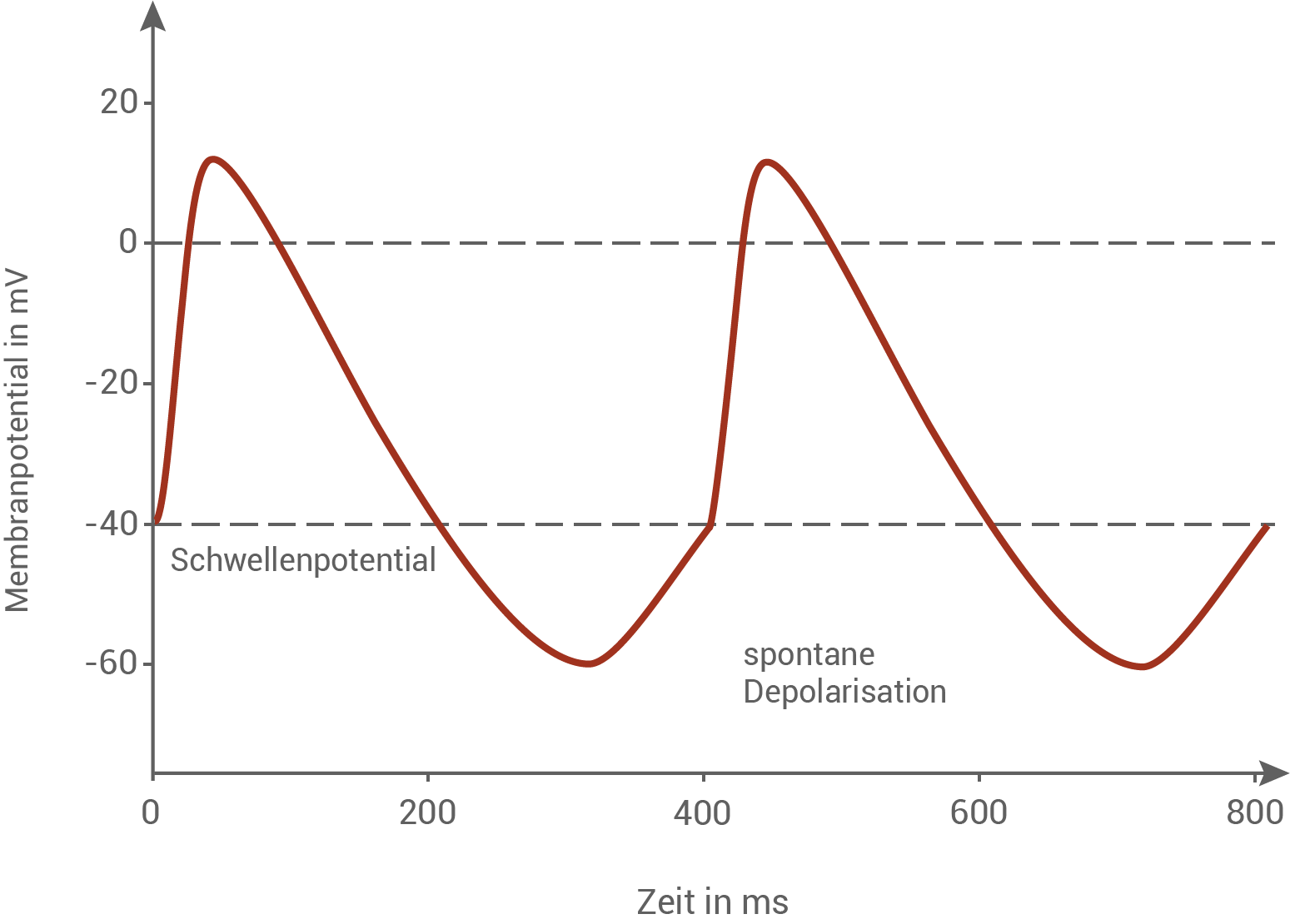 Grafik zeigt das Membranpotential über die Zeit mit Schwellenpotential und spontaner Depolarisation.