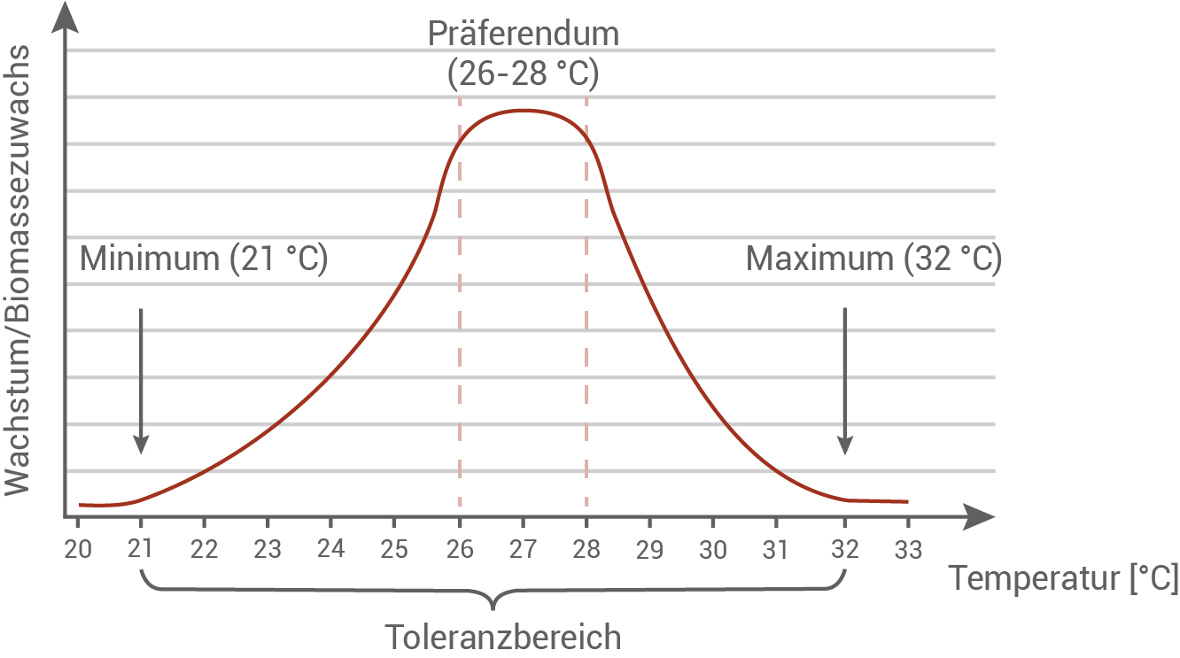 Temperaturtoleranz Steinkoralle