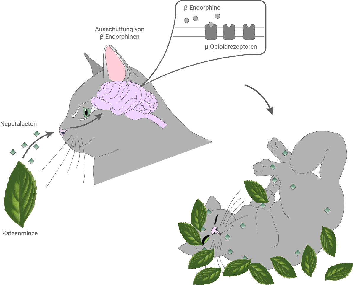 Illustration einer Katze, die auf Katzenminze reagiert und β-Endorphine ausschüttet.
