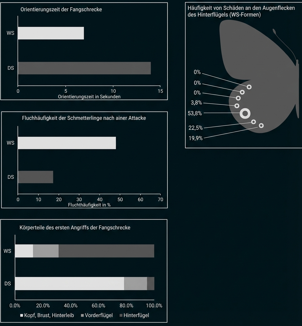 Balkendiagramme und Flügelskizze zeigen Fangschrecken-Angriffe auf Schmetterlinge und Häufigkeit von Flügelschäden