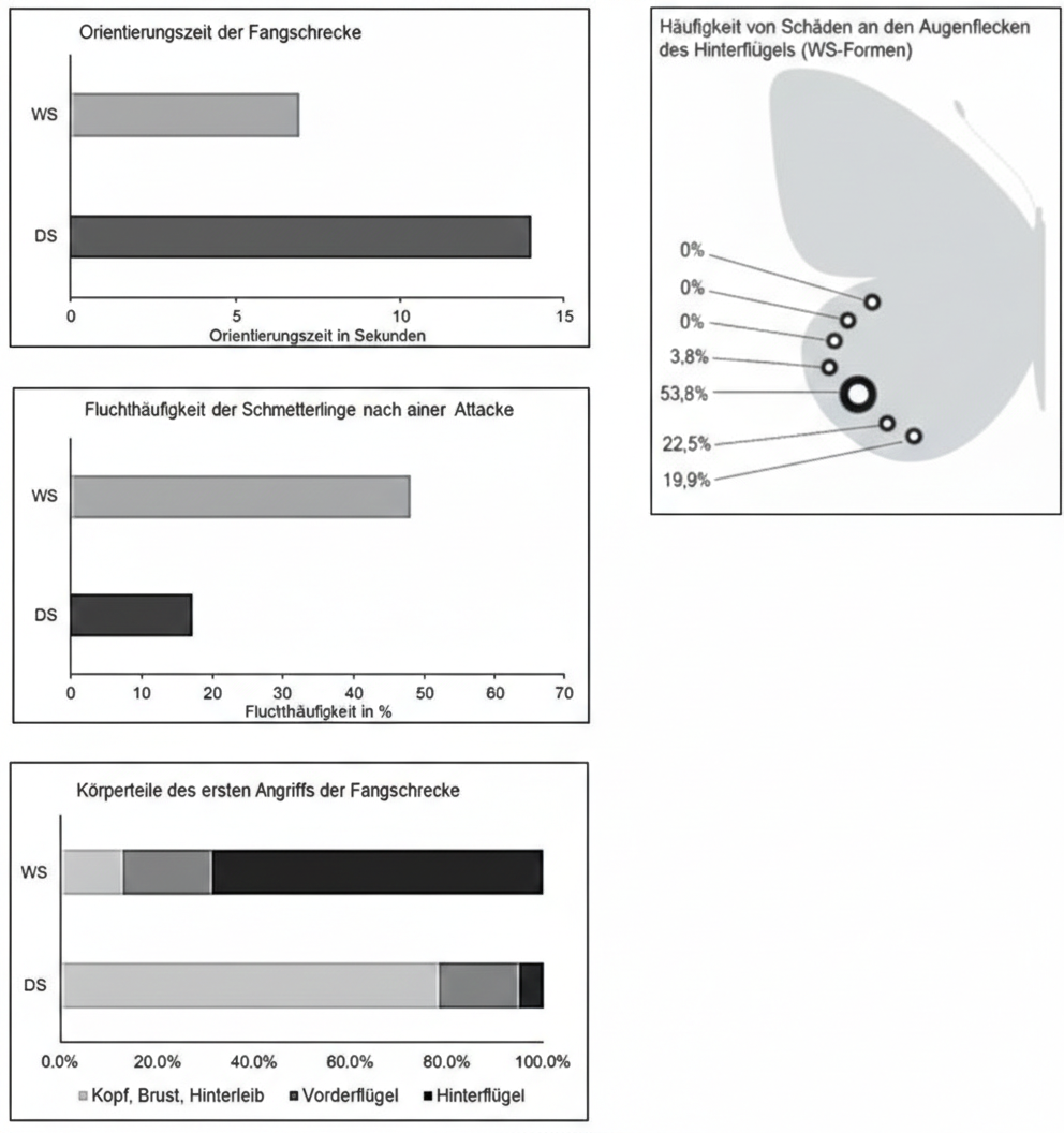 Balkendiagramme und Flügelskizze zeigen Fangschrecken-Angriffe auf Schmetterlinge und Häufigkeit von Flügelschäden