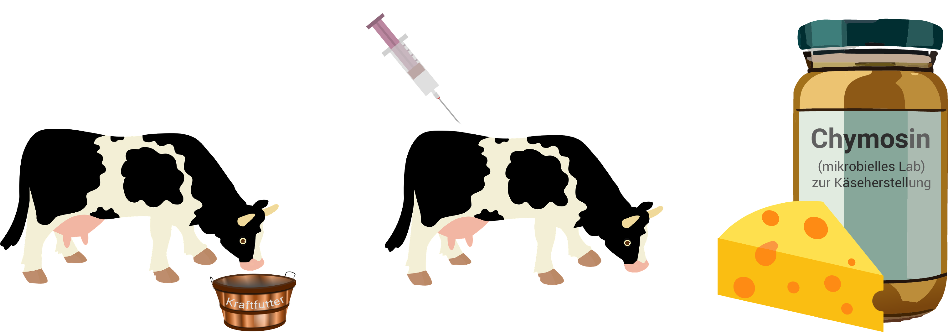 Illustration einer Kuh, die gefüttert wird, mit einer Spritze und einem Chymosin-Behälter für die Käseherstellung.