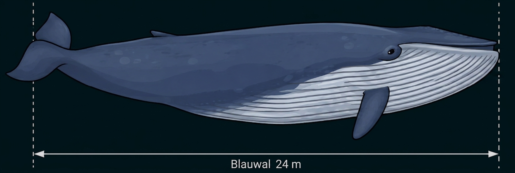 Illustration eines Blauwals mit Maßangabe 24 m