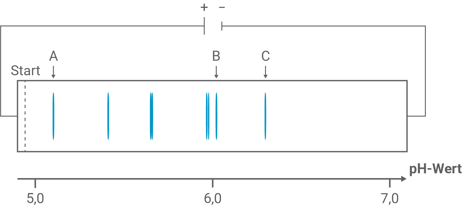 Diagramm isoelektrische Fokussierung Oxytocin-Hydrolysat