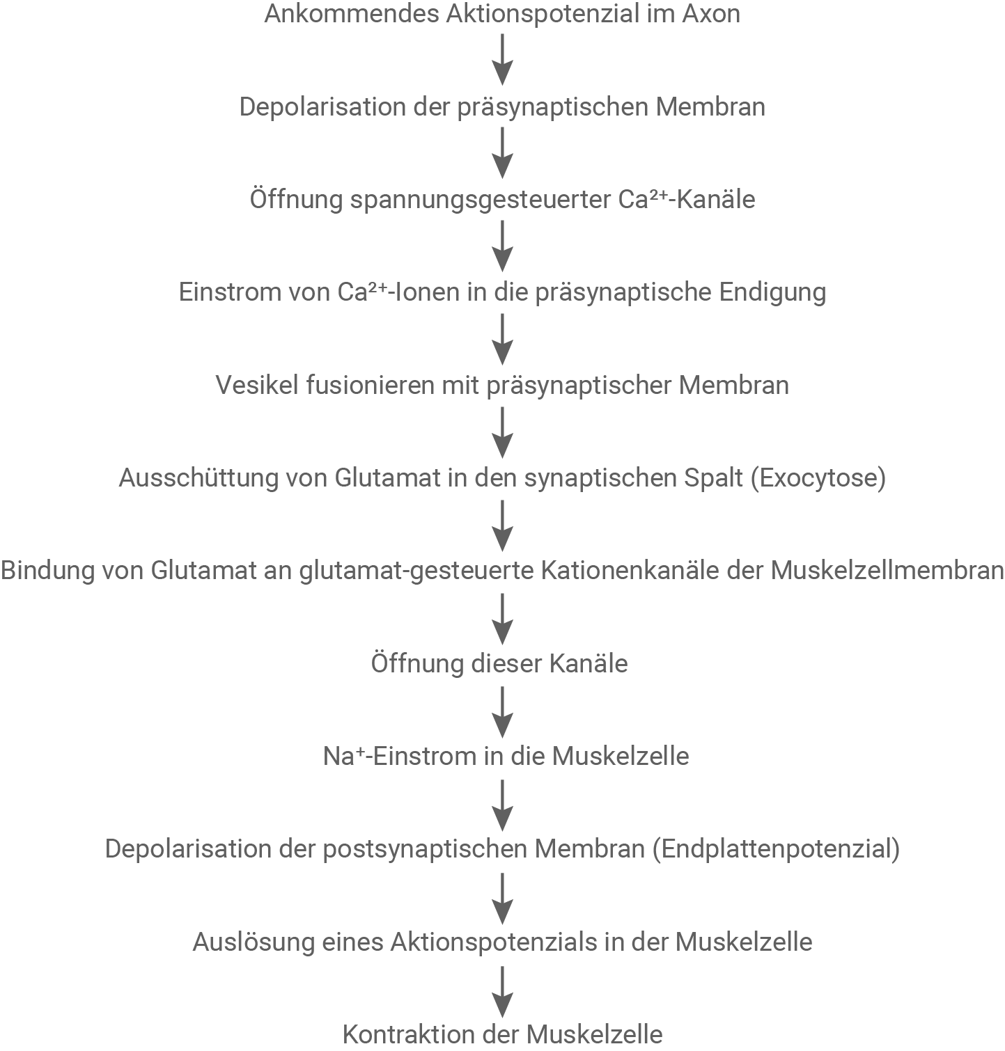 Diagramm zur Übertragung von Nervensignalen und Muskelkontraktion.