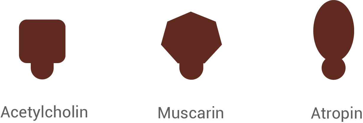 Drei chemische Strukturen: Acetylcholin, Muscarin und Atropin, dargestellt in einfachen Formen.