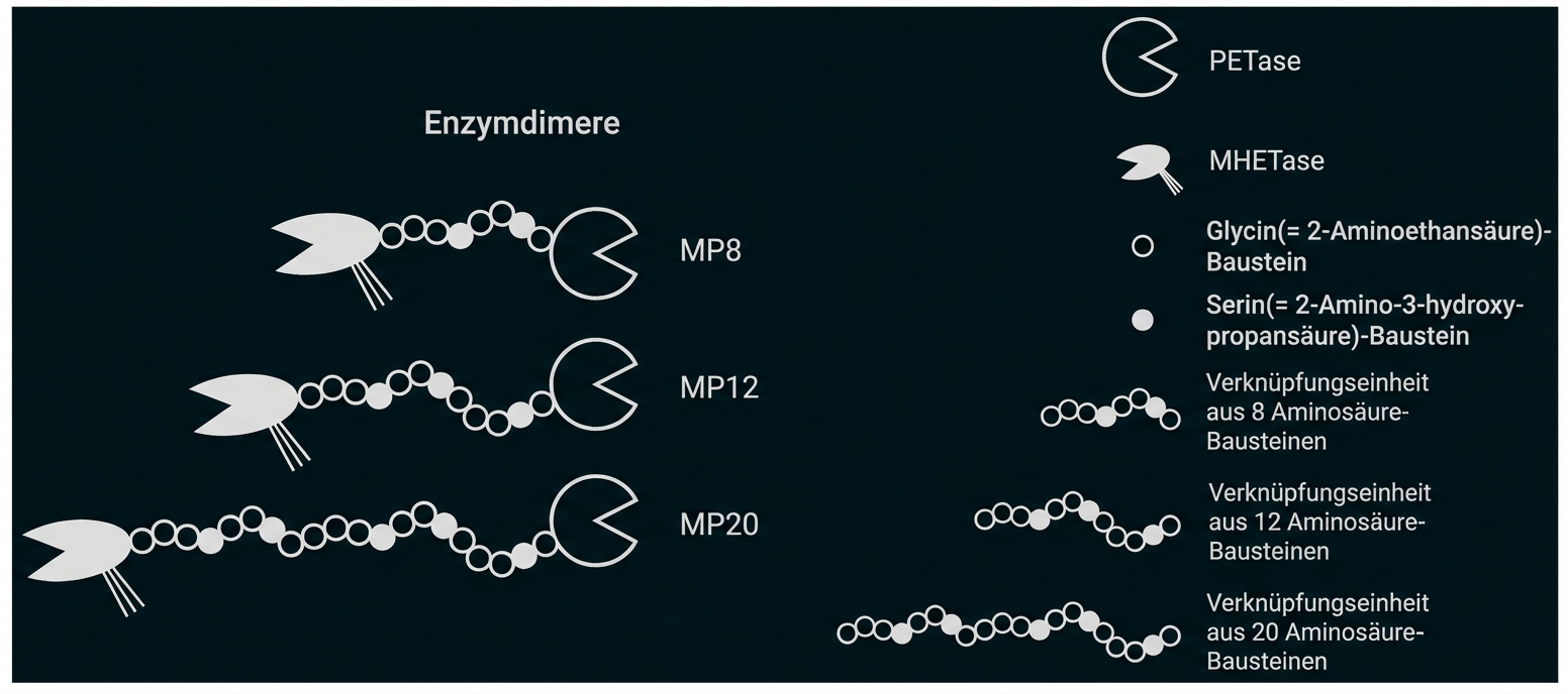 Schematische Darstellung von Enzymdimeren (PETase und MHETase) mit verknüpften Aminosäureketten (MP8, MP12, MP20)