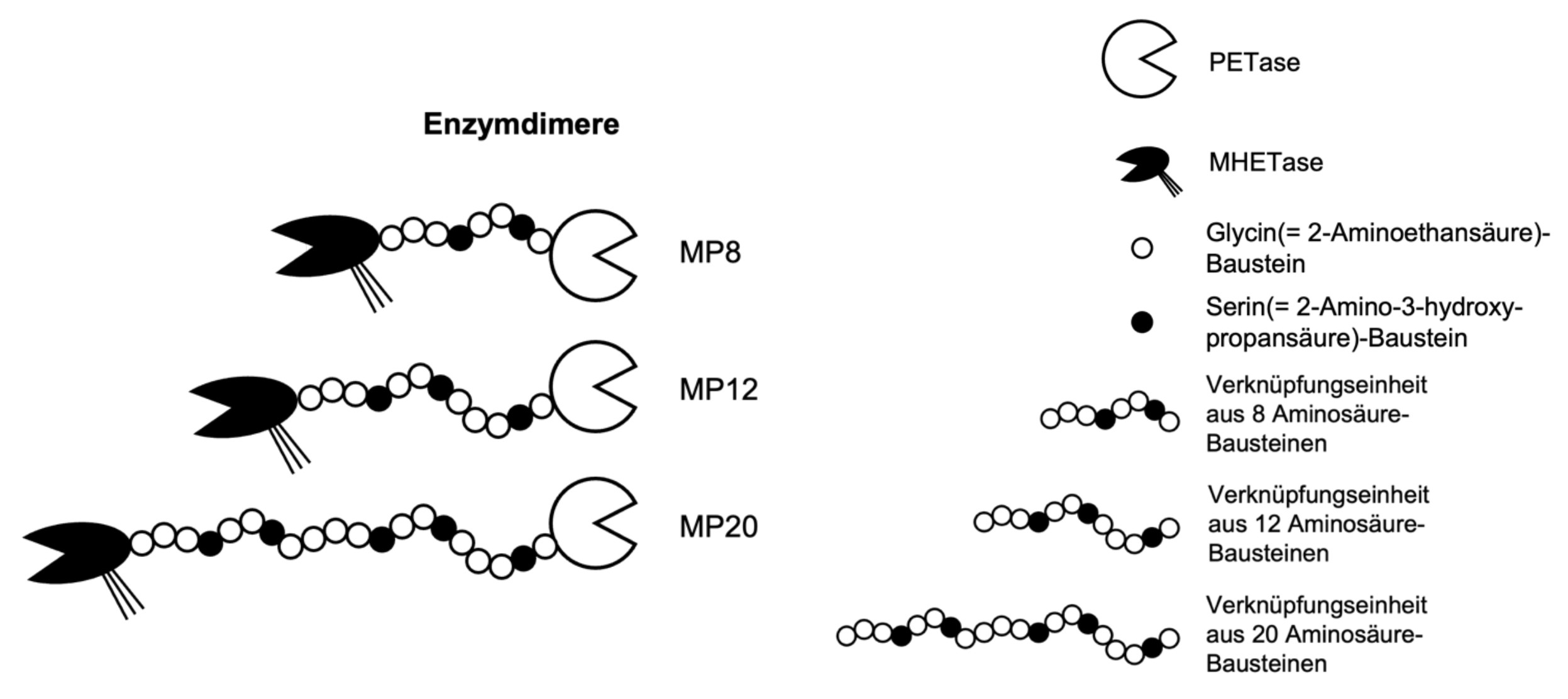 Schematische Darstellung von Enzymdimeren (PETase und MHETase) mit verknüpften Aminosäureketten (MP8, MP12, MP20)