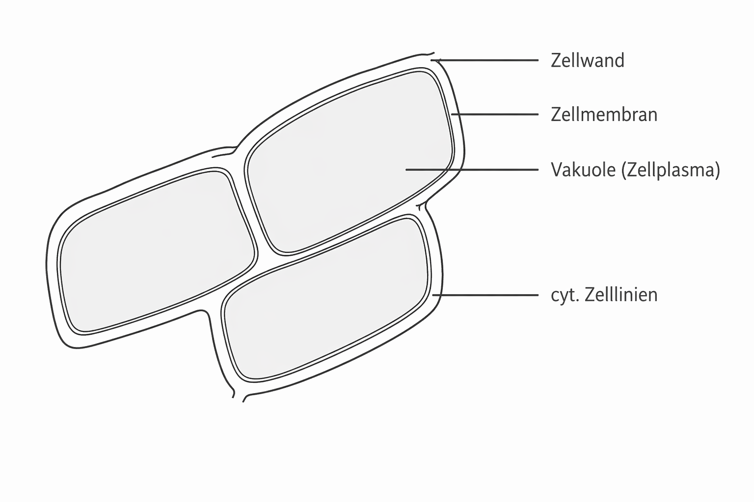Schematische Darstellung von vier pflanzlichen Zellen mit Zellwand, Zellmembran und Vakuole (beschriftet)
