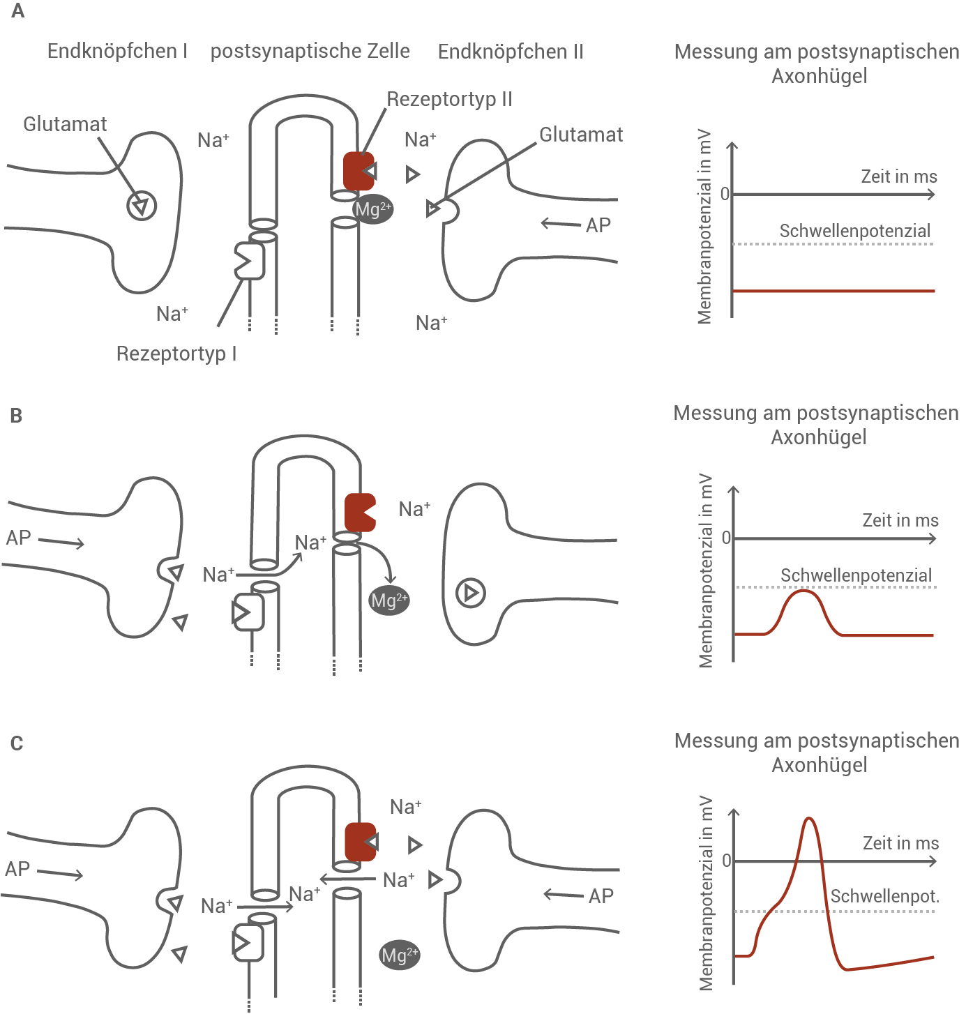 Diagramm zur synaptischen Übertragung mit Messungen am postsynaptischen Axonhügel, zeigt verschiedene Rezeptortypen und Membranpotentiale.