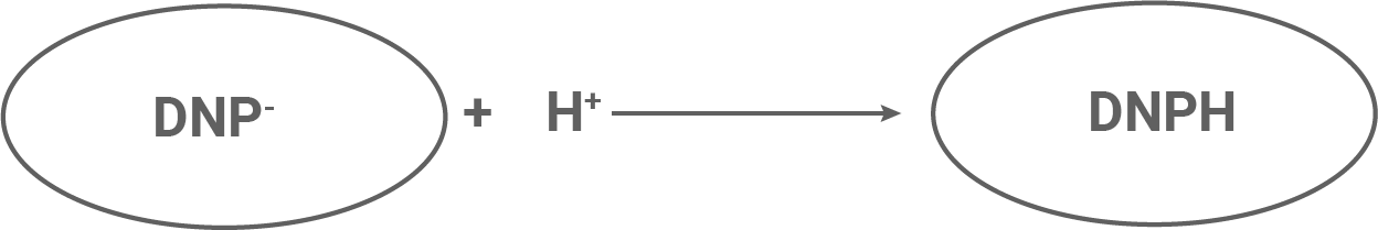 Reaktion zwischen DNP- und H+ zur Bildung von DNPH. Chemische Symbole und Struktur dargestellt.