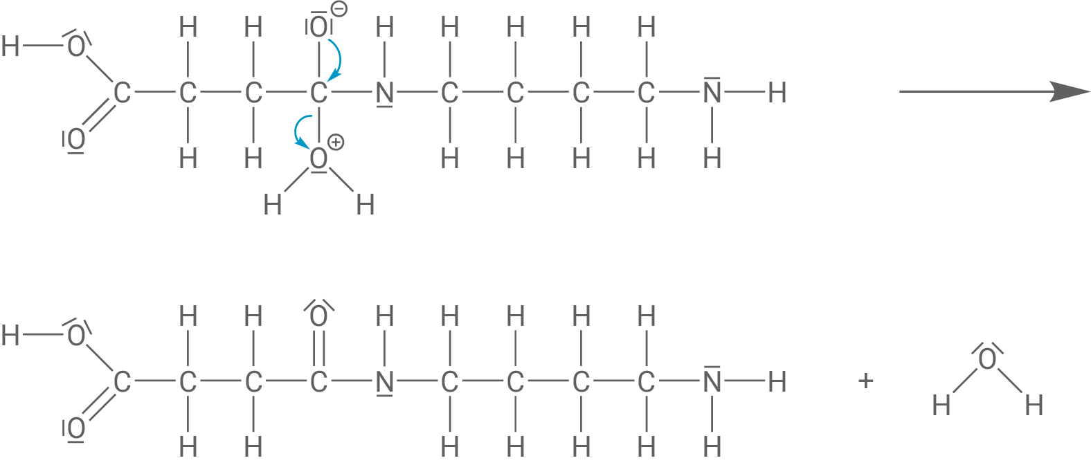 Polyamid aus Butan-1,4-disäure und Butan-1,4-diamin Schritt 3 Abspaltung Wasser